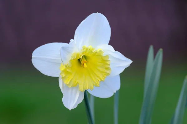 Frühling Narzissenblüten Nahaufnahme Der Weißen Narzissenblüte Die Einem Garten Blüht — Stockfoto