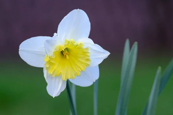 春の花 春に庭に咲く白い水仙の花のクローズアップ — ストック写真