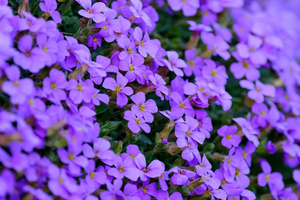 Vergissmeinnicht Blume Aubrieta Blume Nahaufnahme Aubrieta Deltoidea Abstrakter Frühling Hintergrund — Stockfoto