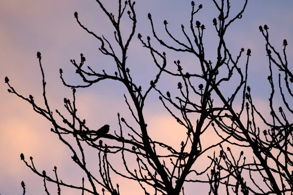 Silouhette Branches Tree Bird Sitting Sunrise Beautiful Pink Blue Sky — Stock Photo, Image