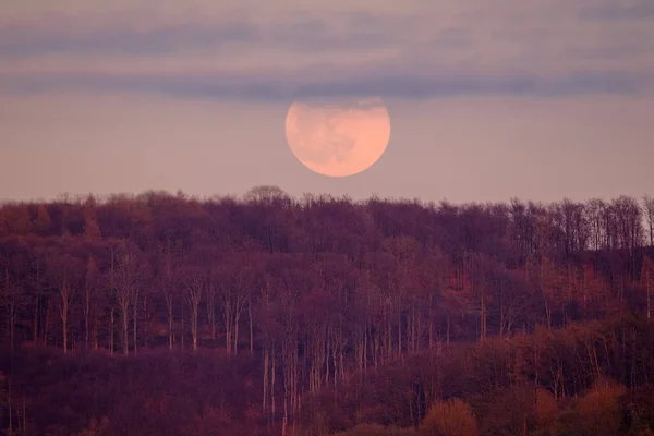 日没の森と非常に大きな満月の風景 — ストック写真