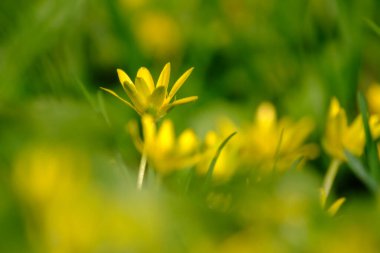 Daha küçük bir selandin (ficaria verna) çiçeğinin makro çekimi