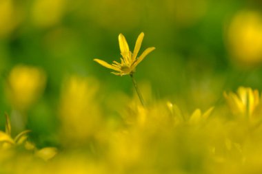 Daha küçük bir selandin (ficaria verna) çiçeğinin makro çekimi
