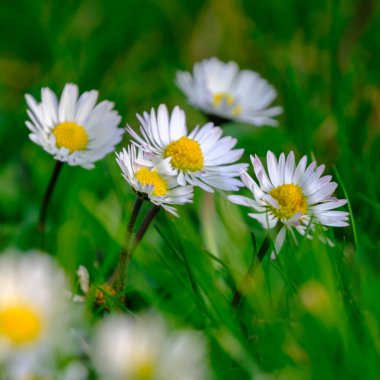 Biraz beyaz ve biraz pembe papatyalar ya da güneşli bir bahar çayırında yeşil çimlerde Bellis Perennis çiçekleri, papatya makrosu, güzel açık hava çiçekleri seçici bir odak ile fotoğraflanmış.