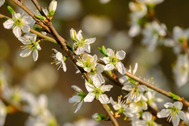 Bad Pyrmont, Almanya 'da baharda çiçek açan siyah dikenli çalıların yakın çekimi