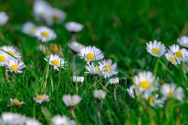 Little white and a bit pink Daisies or Bellis perennis flowers in green grass on a sunny spring meadow, macro of daisies, beautiful outdoor floral background photographed with selective focus