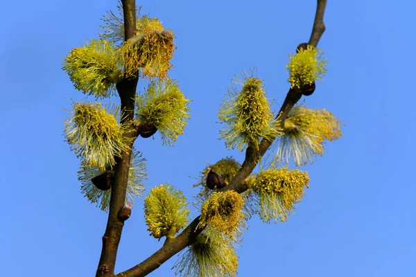 Ветка Ивы Salix Caprea Пальто Пушистые Ивовые Цветы Крупным Планом — стоковое фото
