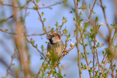 Çalı dalında oturan kahverengi tüylü küçük göçmen evcilleştirilmiş