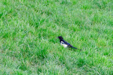 Yeşil arka planı olan bir çim tarlasında duran Magpie (Pica pica).