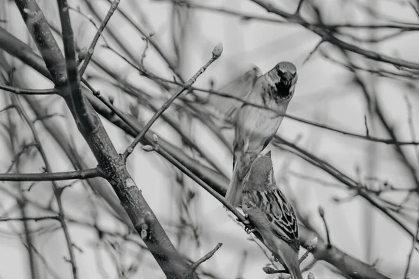 흰색의 숲에서 참새를 — 스톡 사진