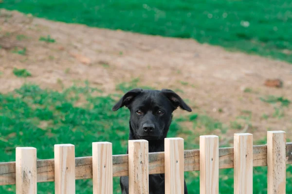 Curioso Perro Labrador Joven Mirando Por Encima Una Cerca Madera —  Fotos de Stock