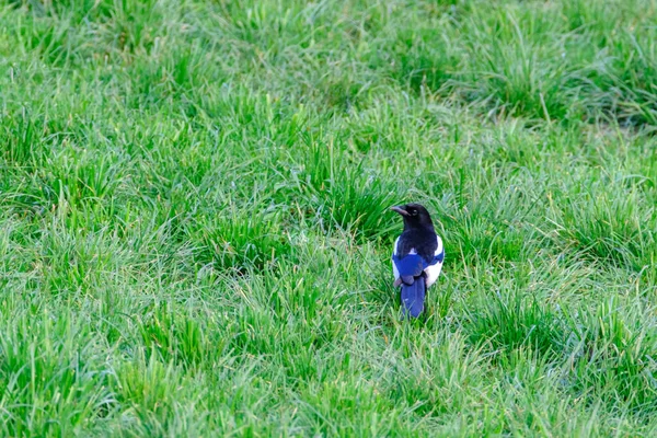 Magpie Pica Pica Standing Grass Field Green Background — Stock Photo, Image