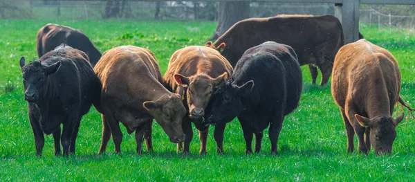 Чорно Коричневі Корови Зеленому Лузі — стокове фото