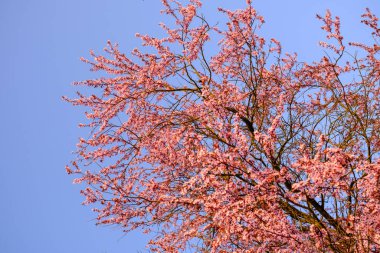 Sakura çiçekleri bahar mevsiminde yakınlaşır, mavi gökyüzünün altındaki ağaçta pembe kiraz çiçeklerinin güzel dalları, çiçek desenleri, doğal bir arka plan olarak kullanılabilir..