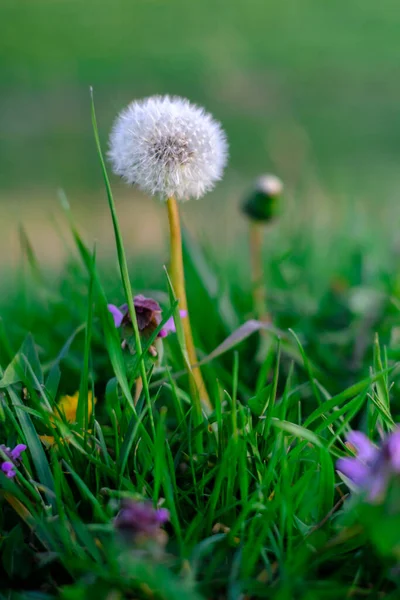 Close-up of a dandelion, dandelion white flowers in green grass.