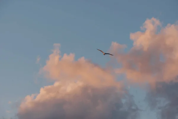 Bellissimo Sfondo Con Uccelli Volanti Nuvole Nel Cielo — Foto Stock