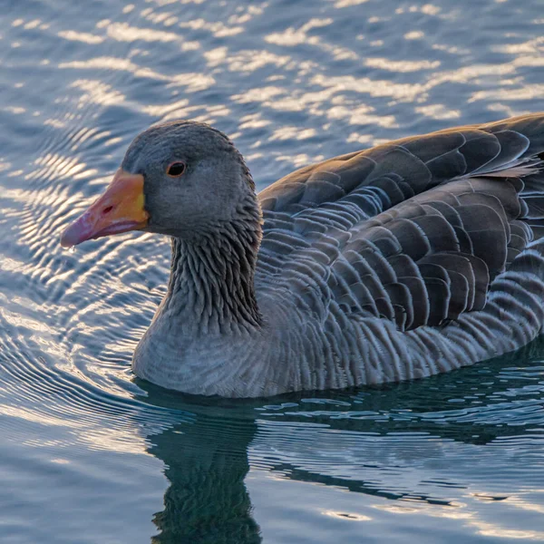 Greylag Goose Graylag Goose Anser Anser Swimming Ocean Water Canary — Stock Photo, Image