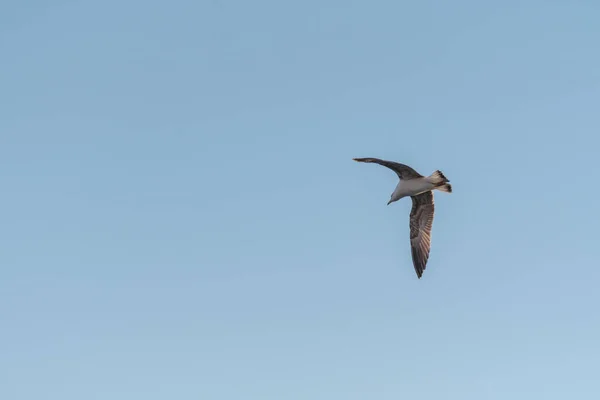 Fundo Bonito Com Pássaro Voador Nuvens Céu — Fotografia de Stock