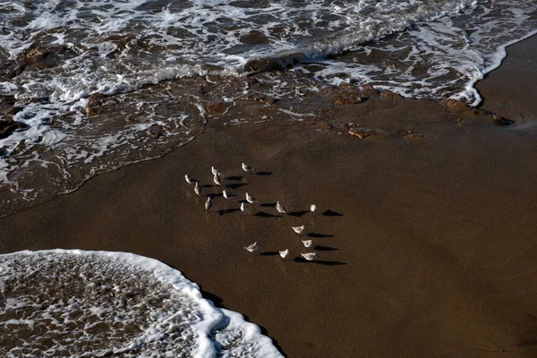 Calidris Alpina Birds Walk Shallow Water Looking Food Canary Island — Stock Photo, Image