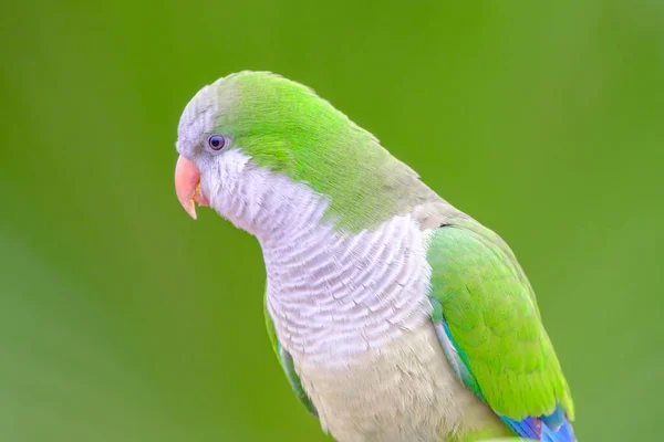 Zelený Papoušek Sedí Detailně Čerstvým Zeleným Pozadím Morro Jable Fuerteventura — Stock fotografie