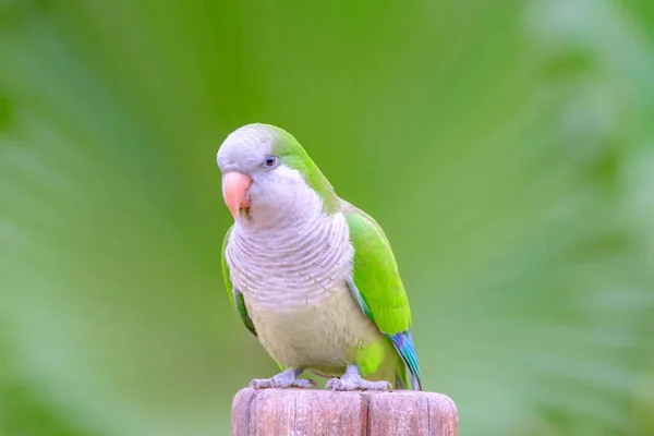 Papagaio Verde Sentado Closeup Com Fundo Verde Fresco Morro Jable — Fotografia de Stock