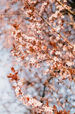 Sakura çiçekleri bahar mevsiminde yakınlaşır, mavi gökyüzünün altındaki ağaçta pembe kiraz çiçeklerinin güzel dalları, çiçek desenleri, doğal bir arka plan olarak kullanılabilir..