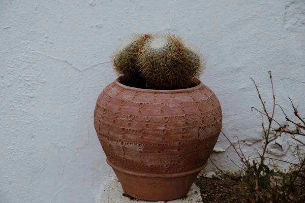 Gran Cactus Una Maceta Como Decoración Contra Pared Casa Una —  Fotos de Stock