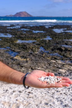 İspanya 'nın Fuerteventura Kanarya Adası' ndaki patlamış mısır plajı, elinde bir avuç fosilleşmiş deniz yosunu..