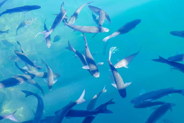 Pesce Cefalo Nell Acqua Blu Dell Oceano Corralejo Fuerteventura Può — Foto Stock