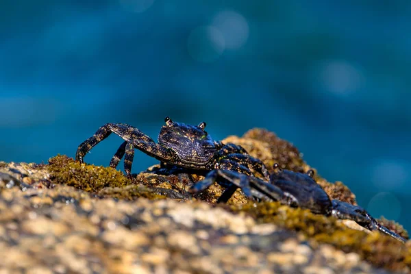 Jeune Crabe Noir Sur Falaise Près Océan Sur Île Gran — Photo