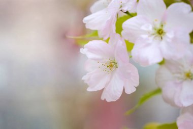 Sakura çiçekleri seçici bir odak ile yakınlaşır..