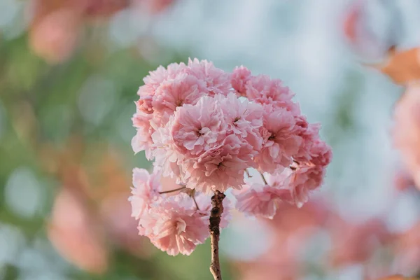 Růžové Květy Kvetoucí Sakura Detailní — Stock fotografie