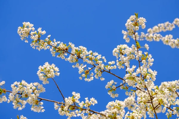Branches Blossoming Cherry White Flowers Blue Sky Background Close Stock Photo