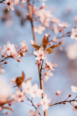 Sakura çiçekleri bahar mevsiminde yakınlaşır, mavi gökyüzünün altındaki ağaçta pembe kiraz çiçeklerinin güzel dalları, çiçek desenleri, doğal bir arka plan olarak kullanılabilir..