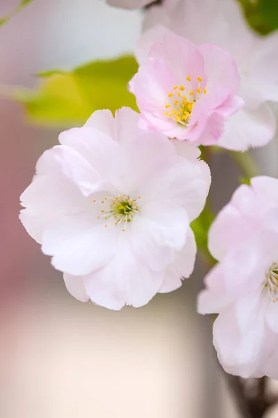 Tender Flowers Blooming Sakura Closeup Selective Focus — Stock Photo, Image