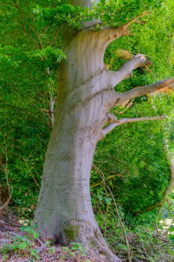 Yeşil yapraklı ağaç, İlkbaharda ormanda.