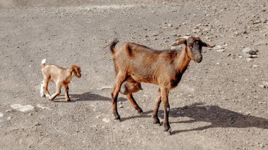 Fuerteventura Kanarya Adası 'nda keçiyle yaşayan ana keçi.