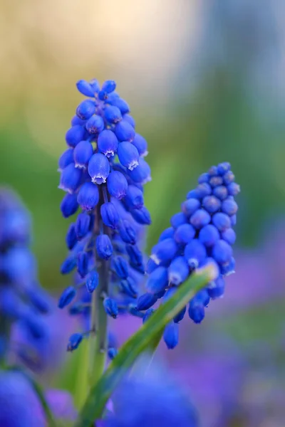 Нежные Голубые Цветы Мускари Немецком Бад Пирмонте — стоковое фото