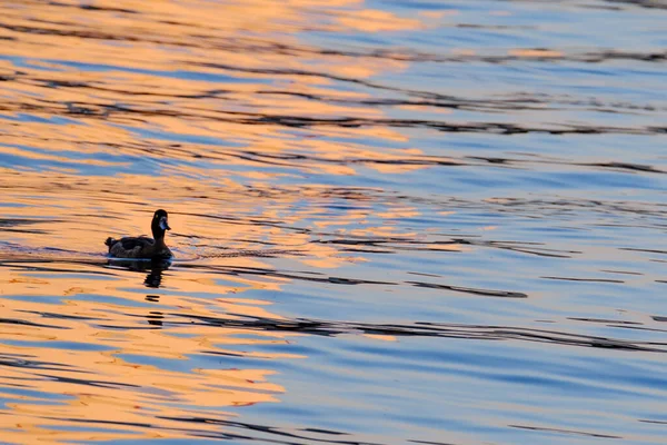 Silhouette Duck Water Beautiful Colorful Reflections Sunset — Stock Photo, Image