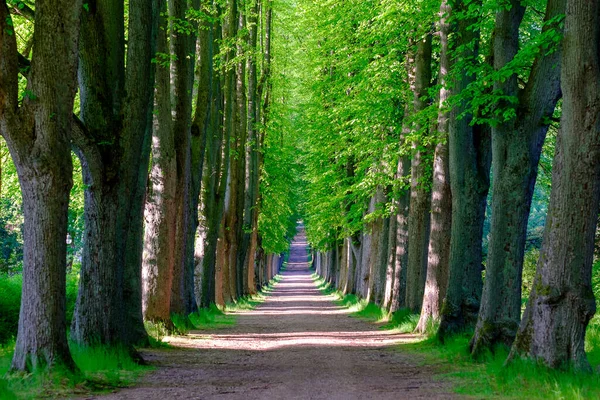 Árvores Floresta Primavera Com Folhas Verdes Fundo Natural Madeira — Fotografia de Stock
