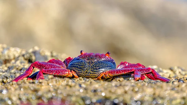 Crabe Rouge Sur Falaise Près Océan Sur Les Îles Canaries — Photo