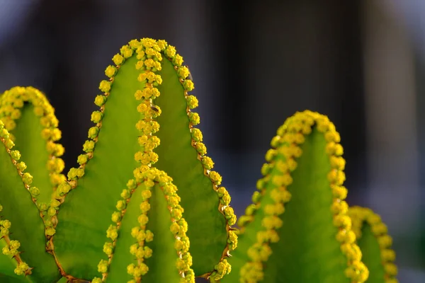 Zbliżenie Rośliny Euphorbia Canariensis Typowa Roślina Wyspach Kanaryjskich — Zdjęcie stockowe