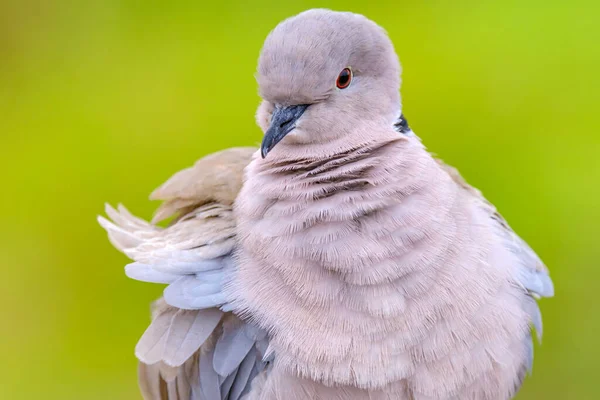 美しい白い鳩 ユーラシア色の鳩 またはリングネックの鳩 ストレプトフェリア カピコラ または半色の鳩の肖像は 緑のぼやけた背景にあります — ストック写真