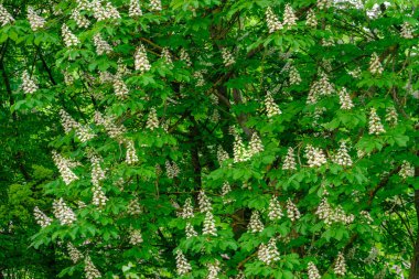 Aesculus hipocastanum baharda at kestanesinin çiçek açması.