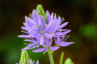 Camassia leichtinii yakın plan, güzel çiçek açan camassia ya da baharda bahçede vahşi sümbül..
