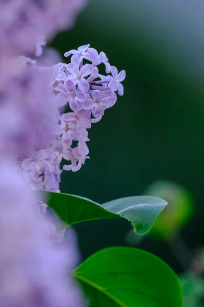 美丽的紫丁香枝条 绿色背景 有选择的焦点 可用作自然的春光背景 — 图库照片