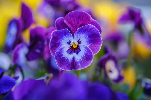 Heartsease Atau Viola Tricolor Taman Bad Pyrmont Jerman Closeup — Stok Foto