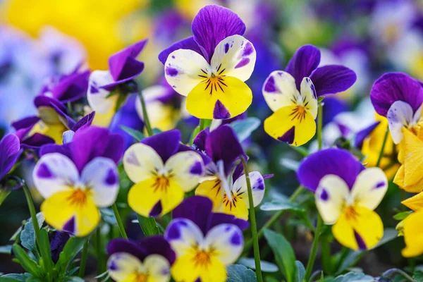 Heartsease Eller Viola Tricolor Trädgården Bad Pyrmont Tyskland Närbild — Stockfoto