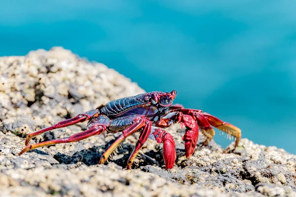Crabe Rouge Sur Falaise Près Océan Sur Les Îles Canaries — Photo