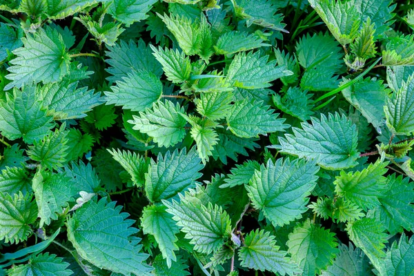 新鲜的绿荨麻 药用植物 图库照片